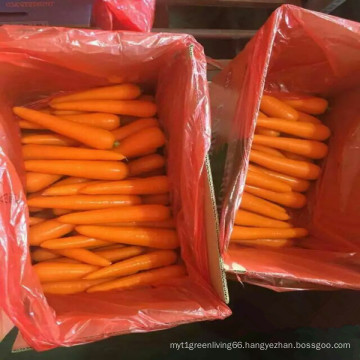 2016 Crop Fresh Carrot From Shandong Supplier